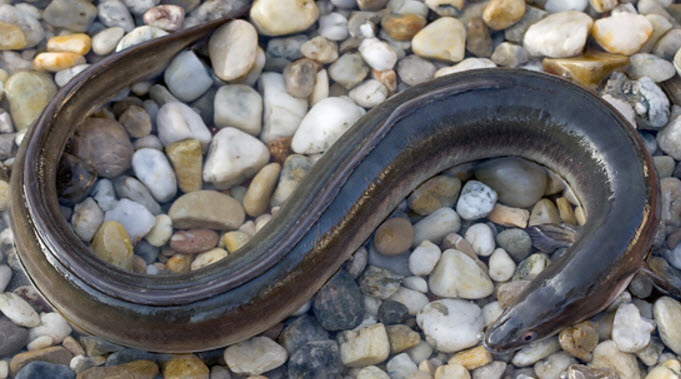 Anguilla anguilla_008.jpg